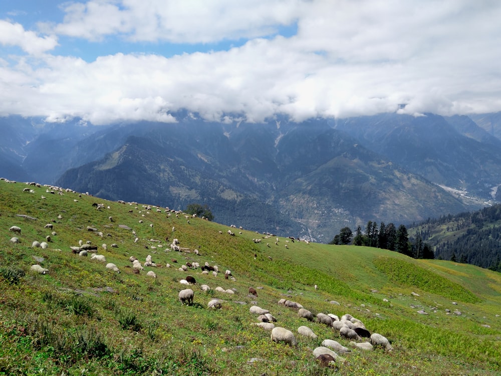 white sheep on green grass field near green trees and mountains under white clouds and blue