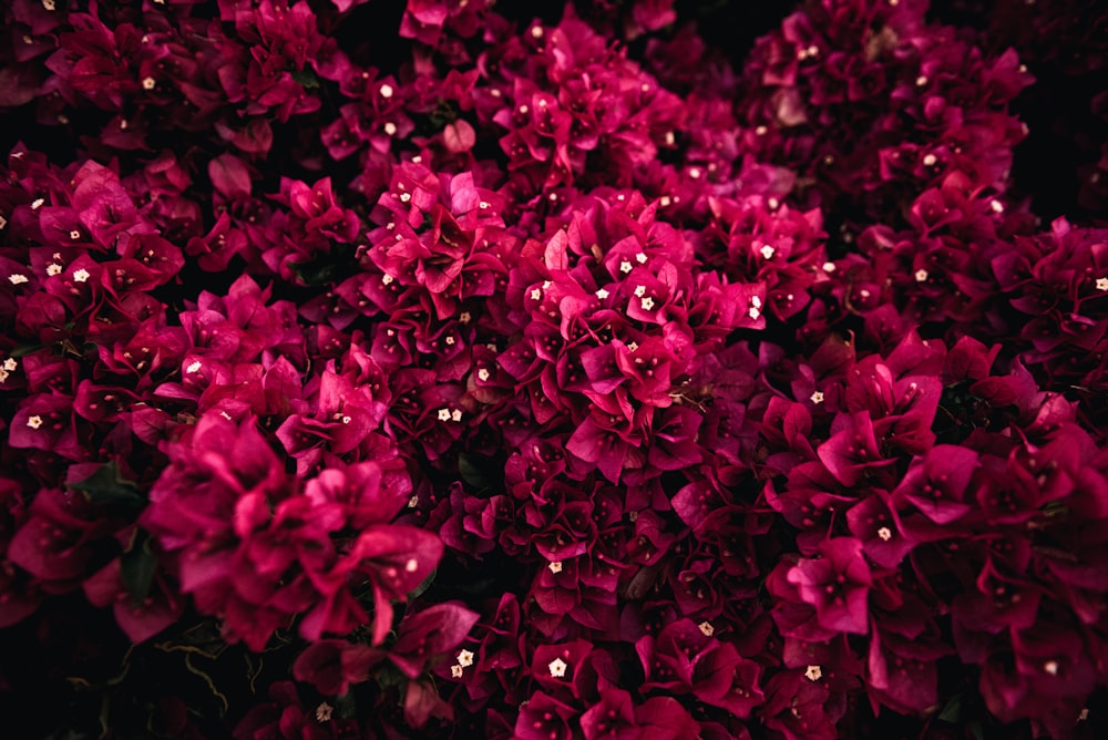 Flores rosas en lente de cambio de inclinación