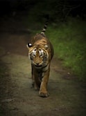 brown and black tiger walking on brown soil