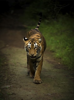 brown and black tiger walking on brown soil
