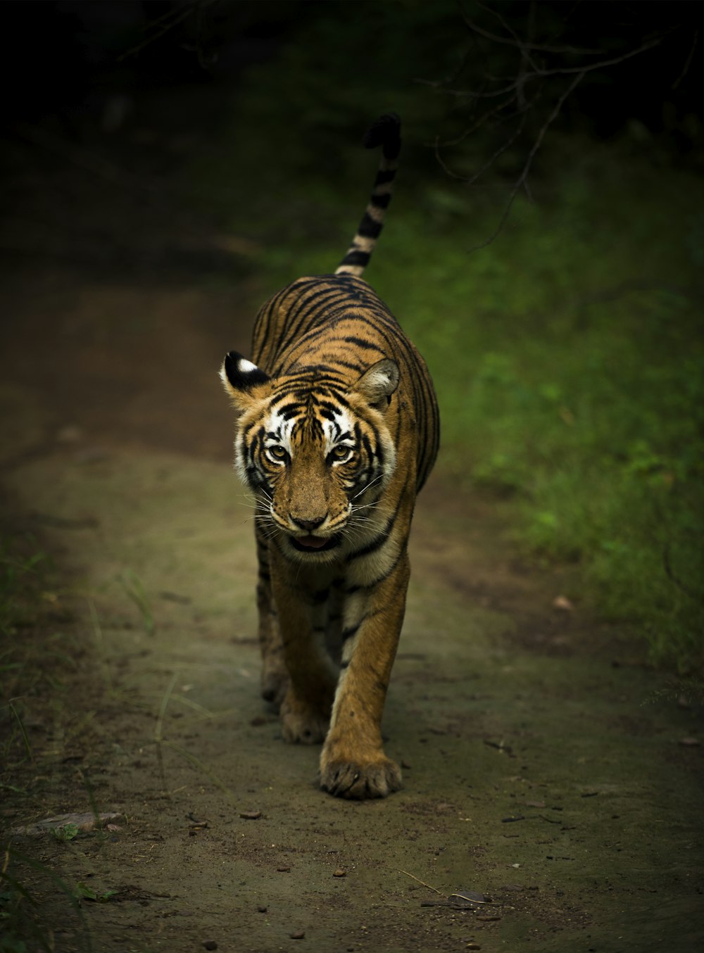 Tigre marrón y negro caminando sobre suelo marrón