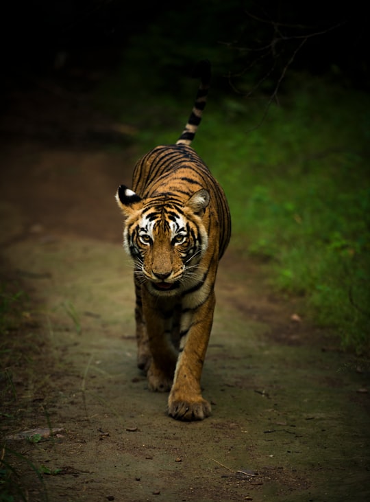 brown and black tiger walking on brown soil in Ranthambore National Park India