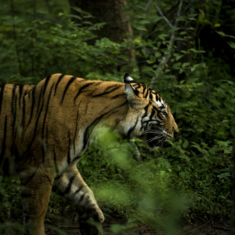 tigre marrom e preto andando na floresta durante o dia