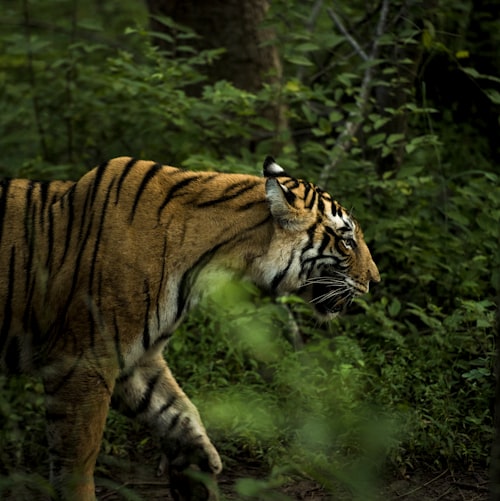 Tiger Spotting in Ranthambore National Park