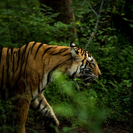 brown and black tiger walking on forest during daytime in Ranthambore National Park India