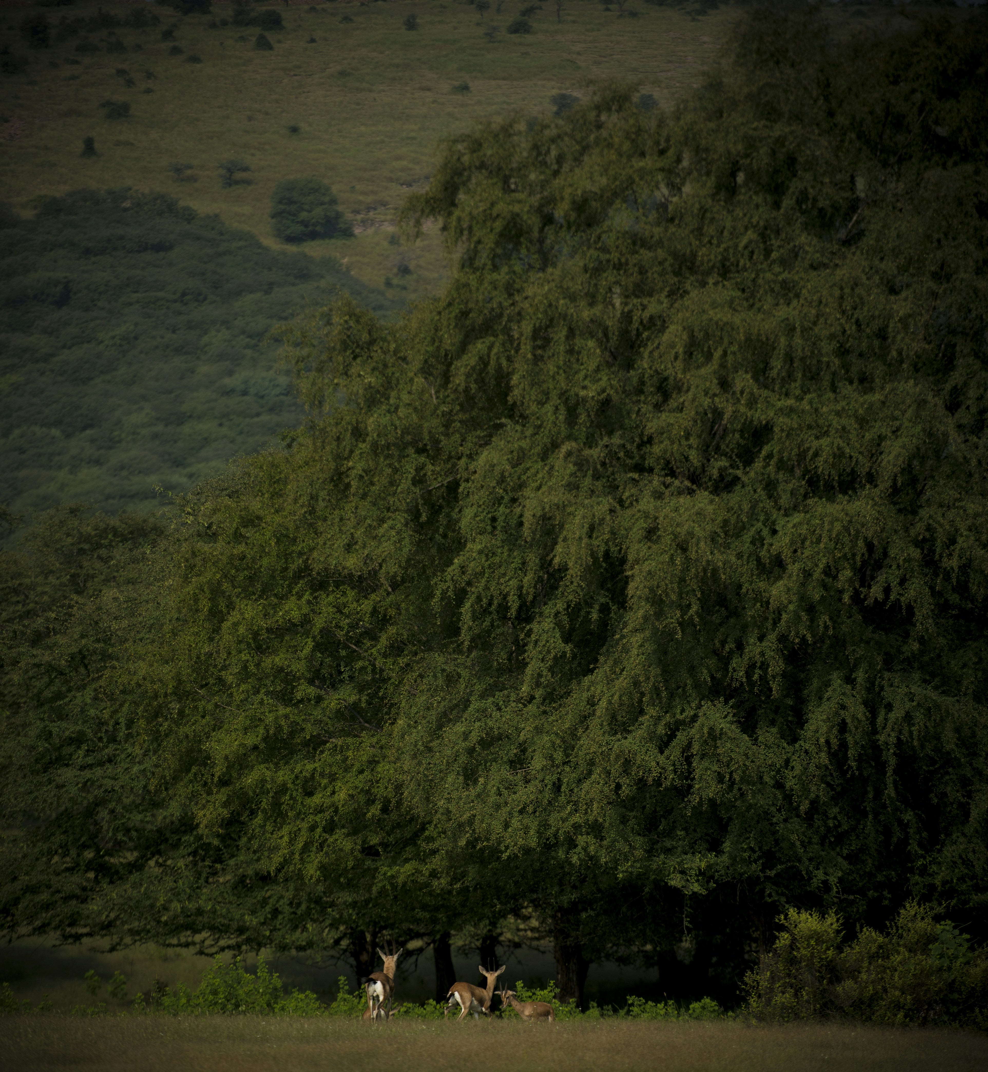 people standing on brown sand near green trees during daytime