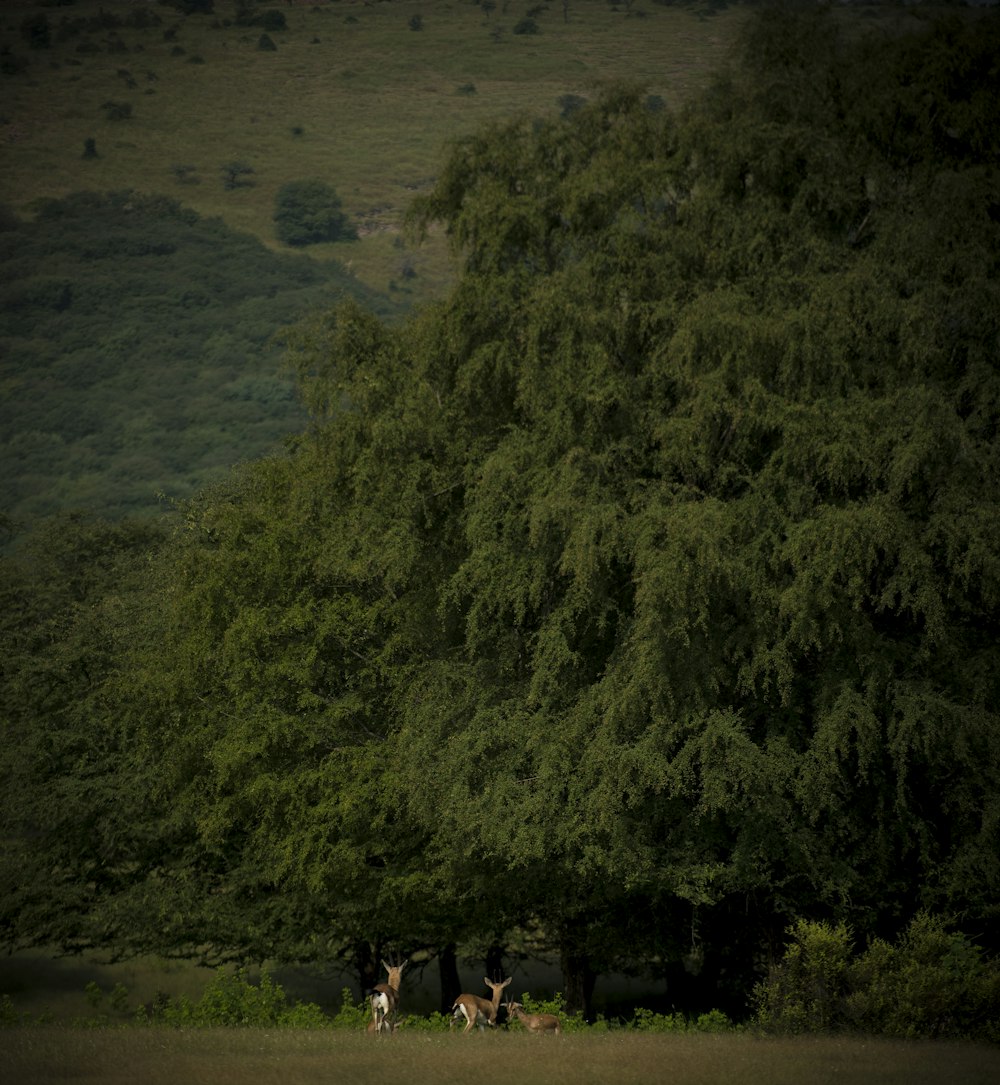 people standing on brown sand near green trees during daytime