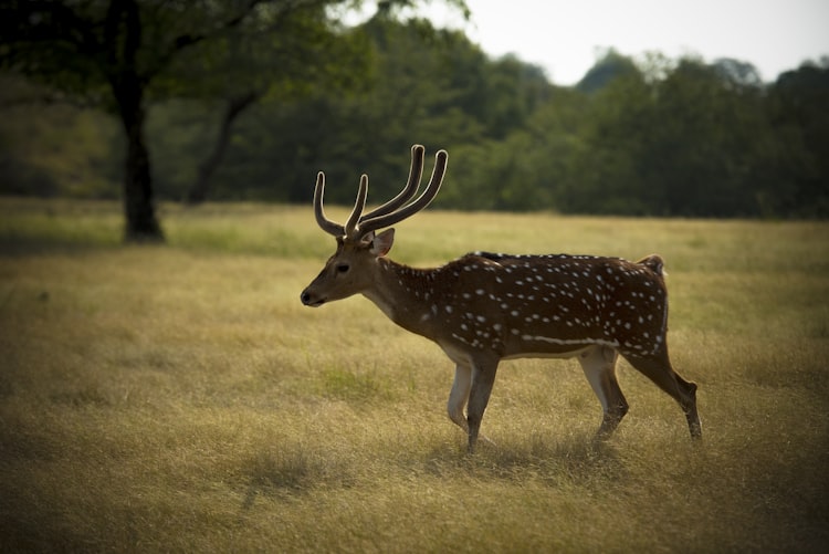 Deer Spotting in Ranthambore National Park