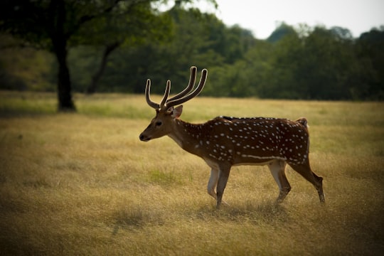 brown deer standing on green grass field during daytime in Ranthambore National Park India