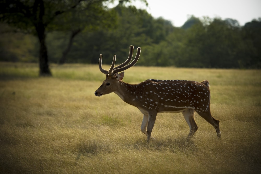 brown deer standing on green grass field during daytime