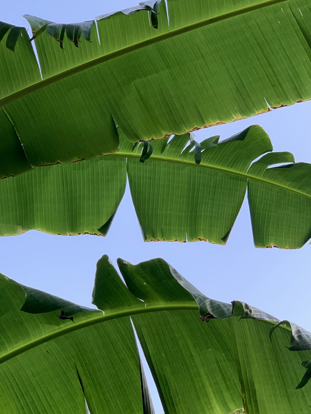 banana tree under blue sky during daytime