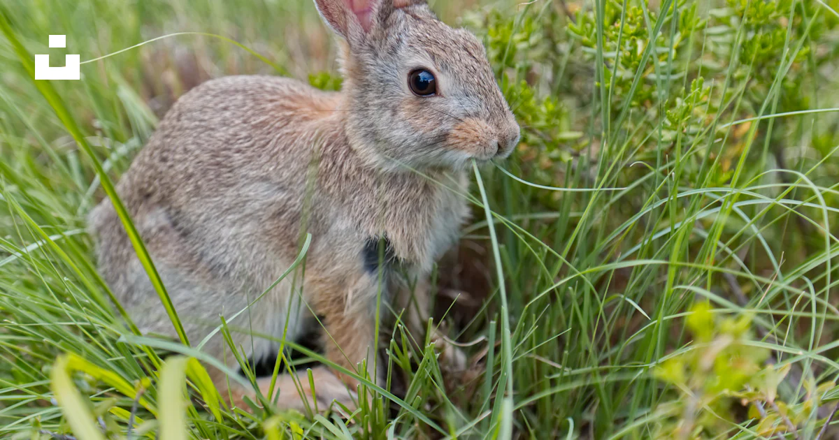 Brown rabbit on green grass during daytime photo – Free Denver Image on ...