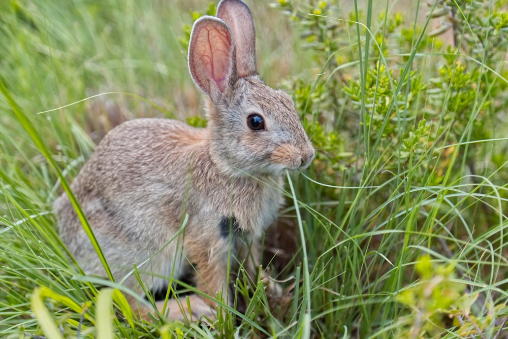 brown rabbit on green grass during daytime