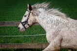 A speckled gray horse with a black bridle runs alongside a wooden fence, its mane flowing in the wind against a backdrop of lush green grass.