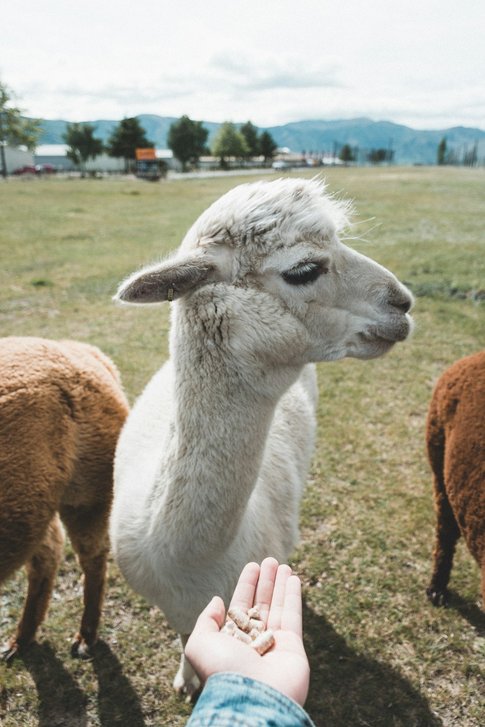 white llama on green grass field during daytime