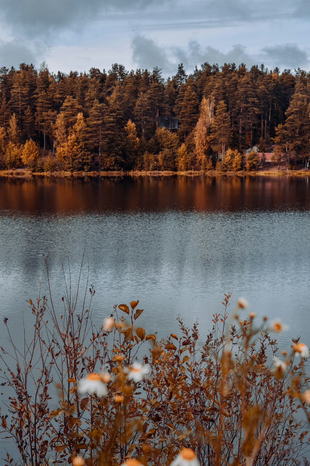 brown grass on water near brown trees during daytime