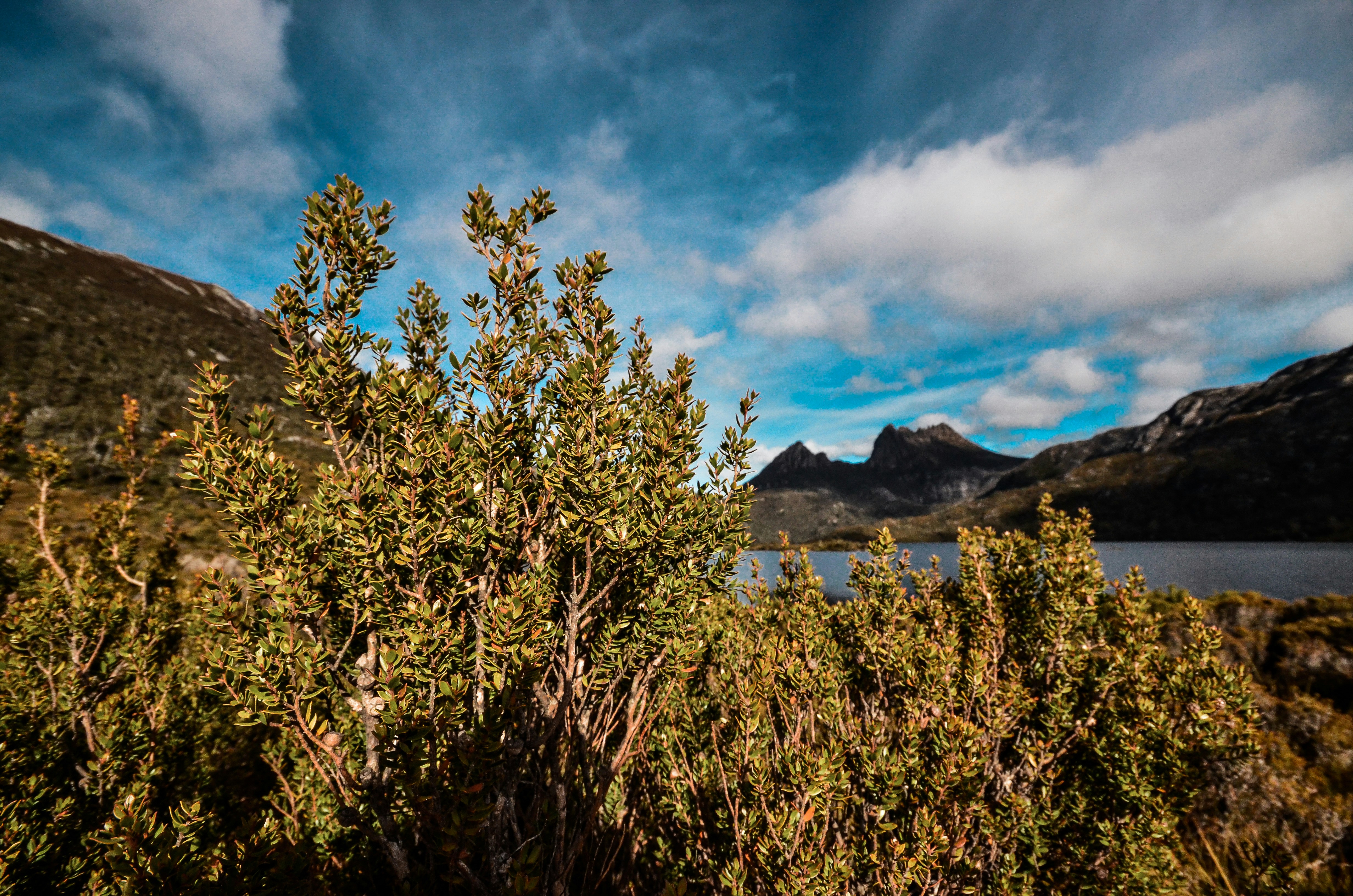 green trees near body of water under blue sky during daytime
