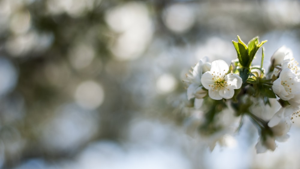 white flower in tilt shift lens