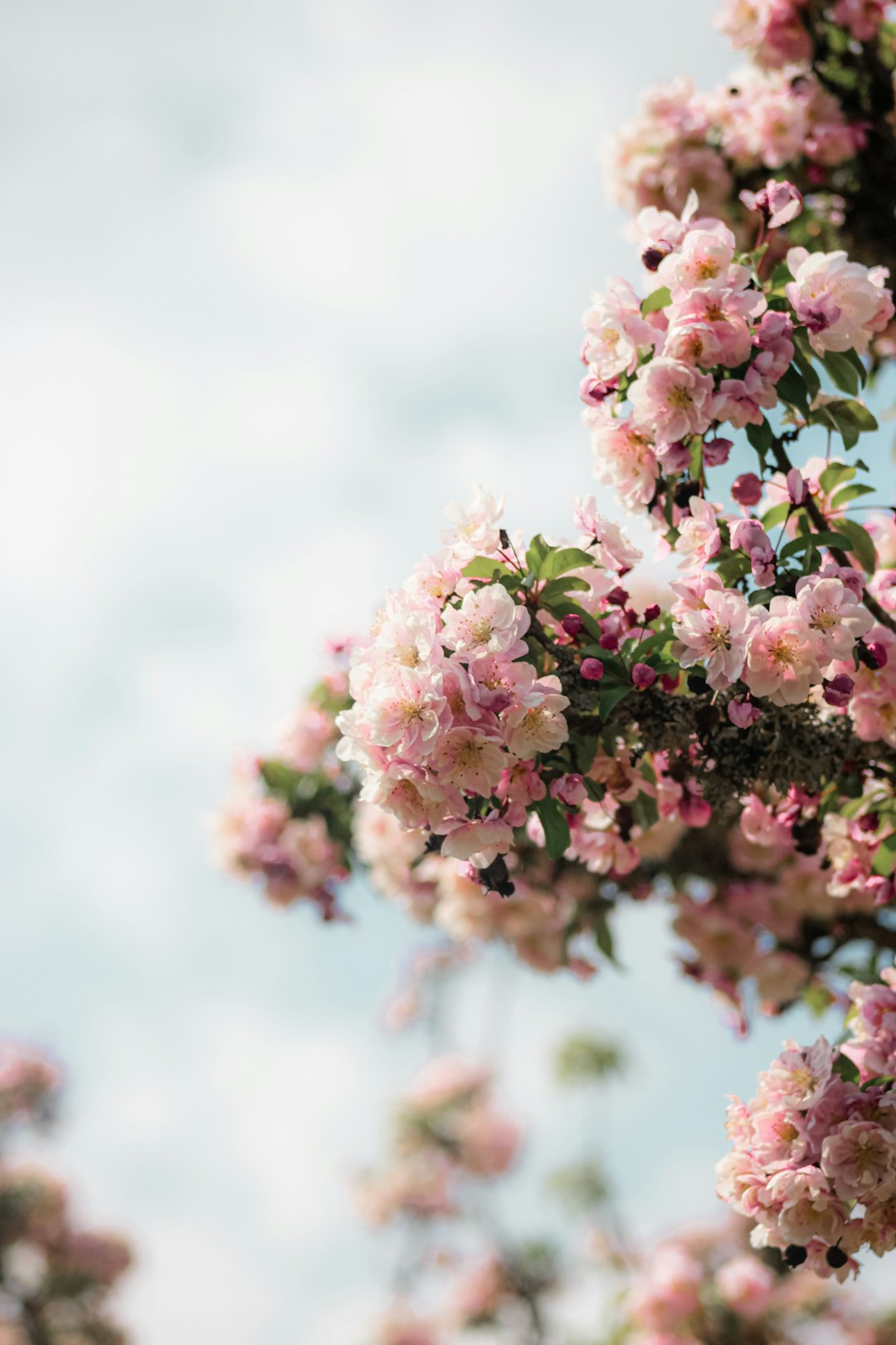 pink and white flowers in tilt shift lens