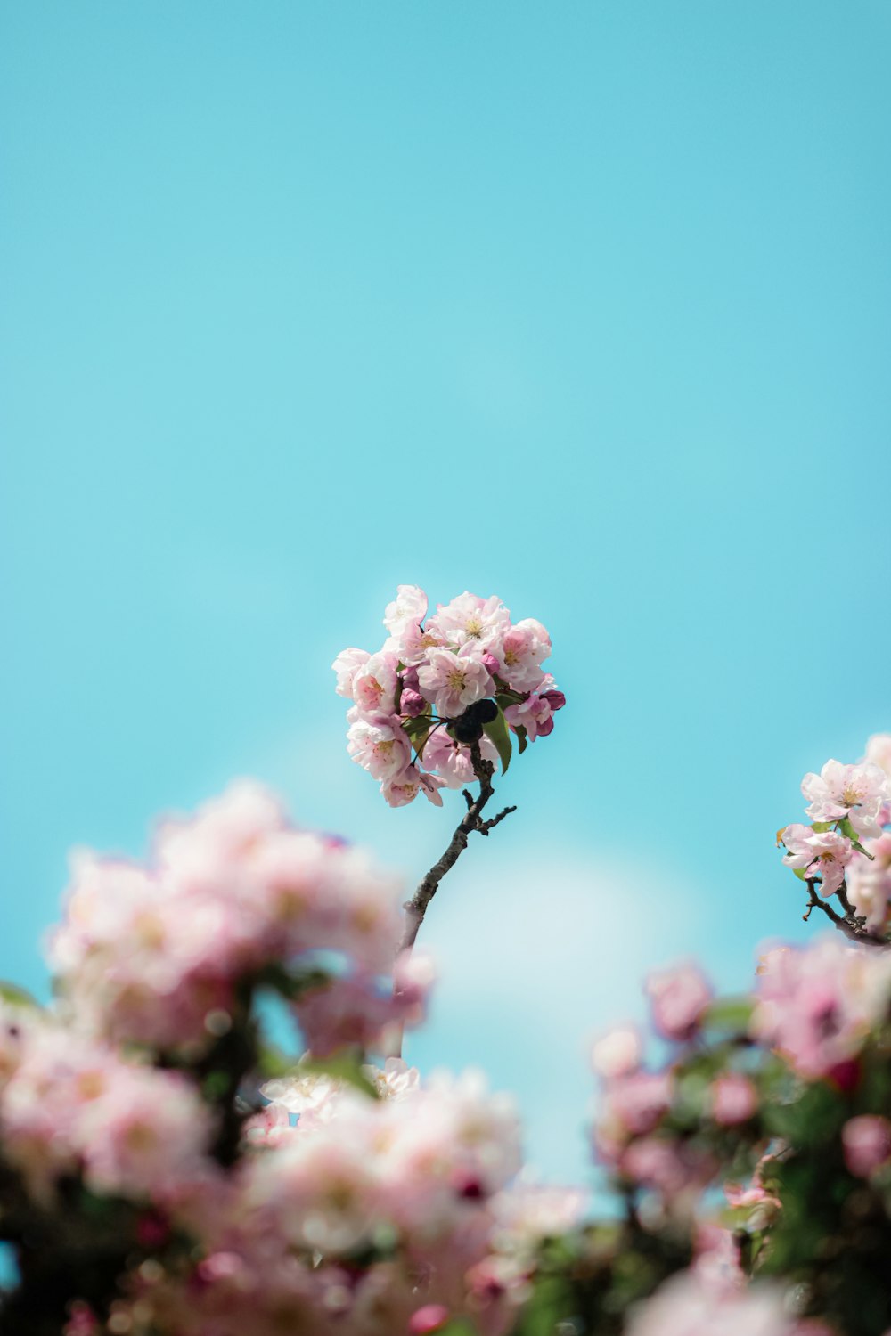 pink flower in tilt shift lens