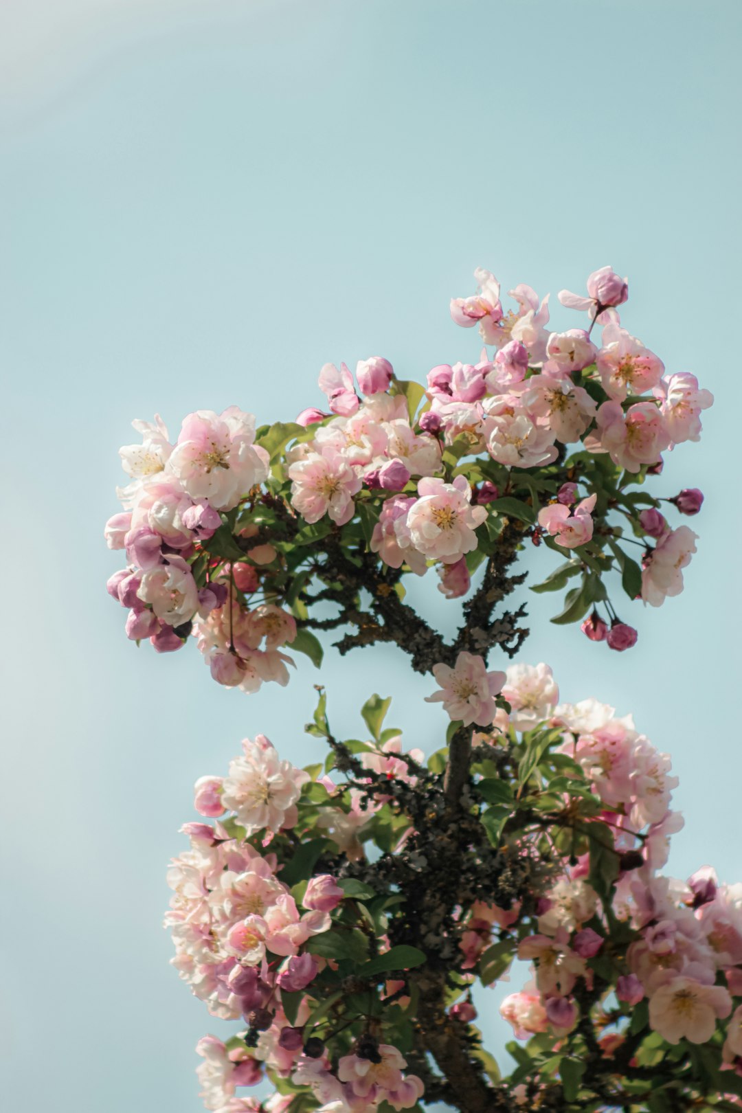 pink and white flower bouquet