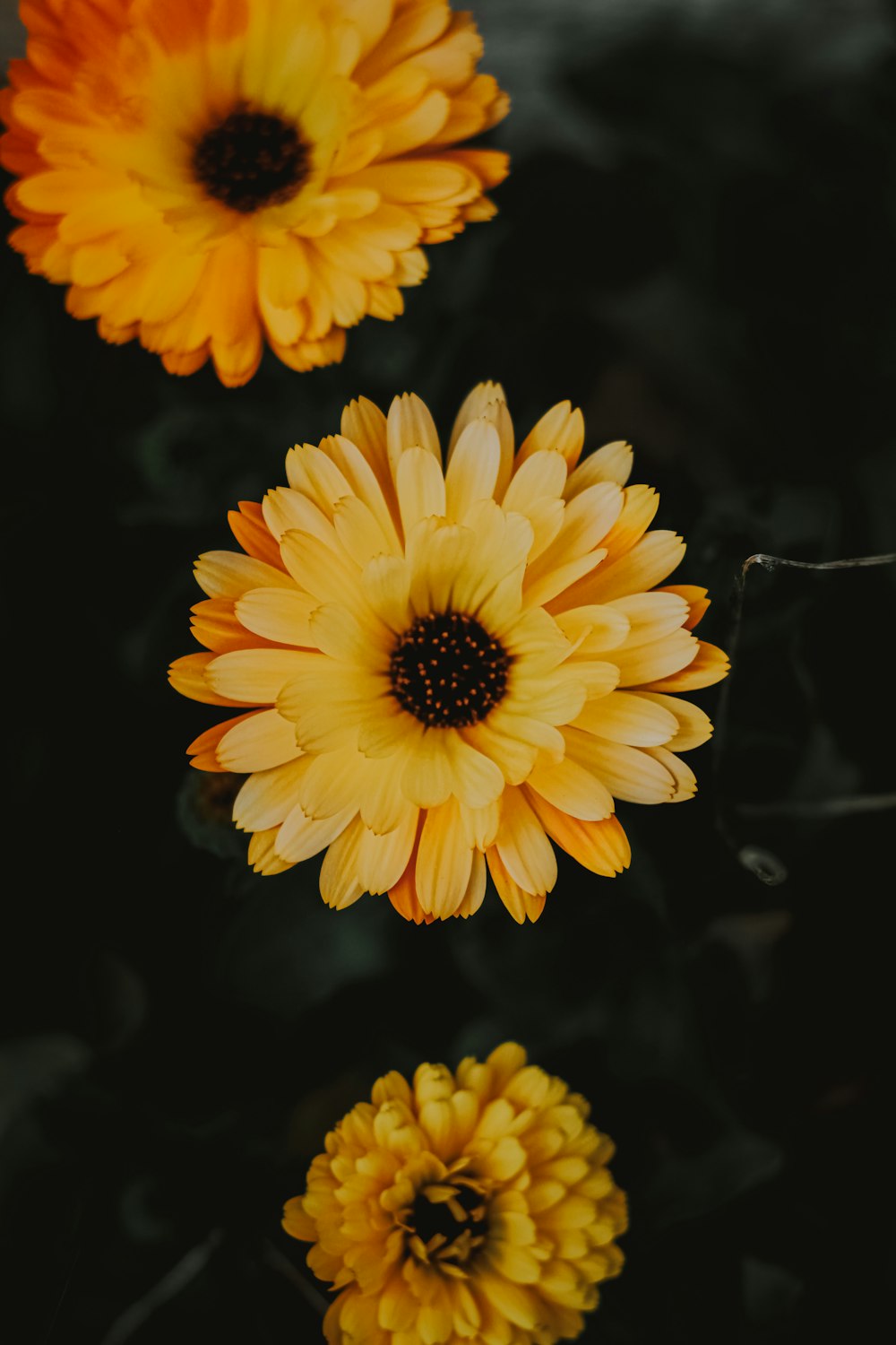 fiore giallo in primo piano fotografia