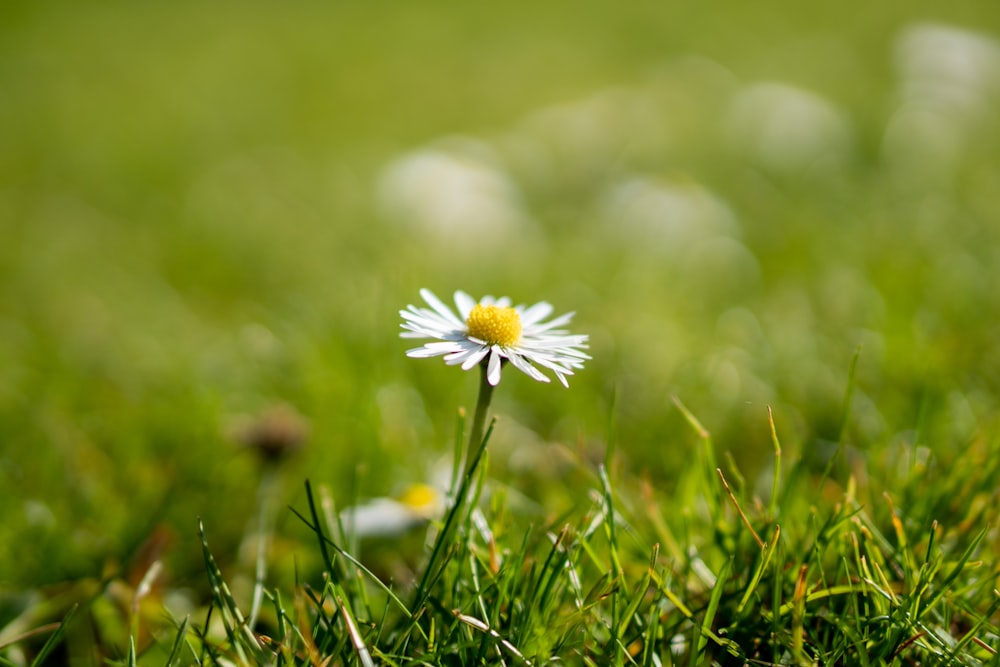 white daisy in bloom during daytime