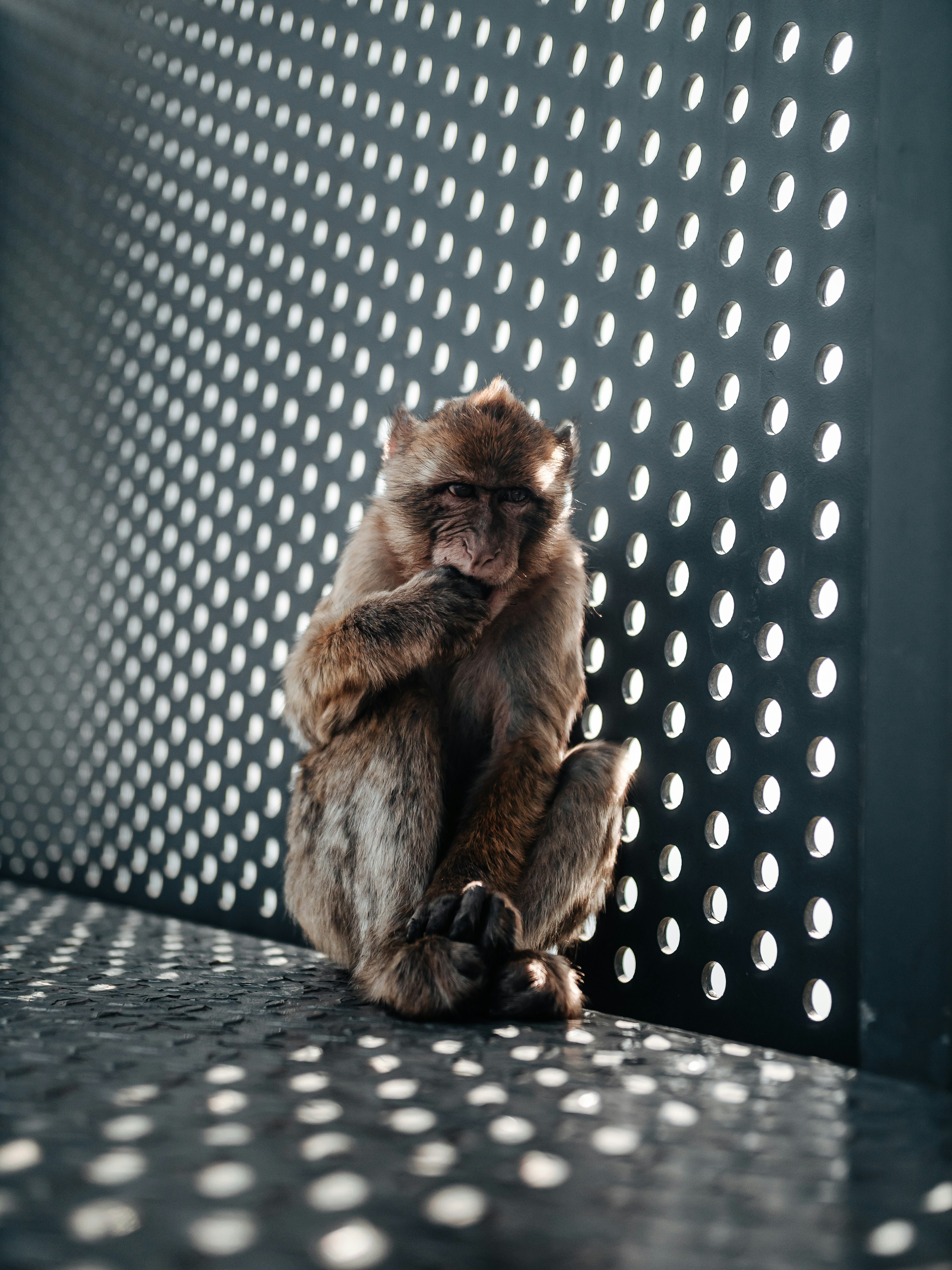 brown monkey on black metal fence