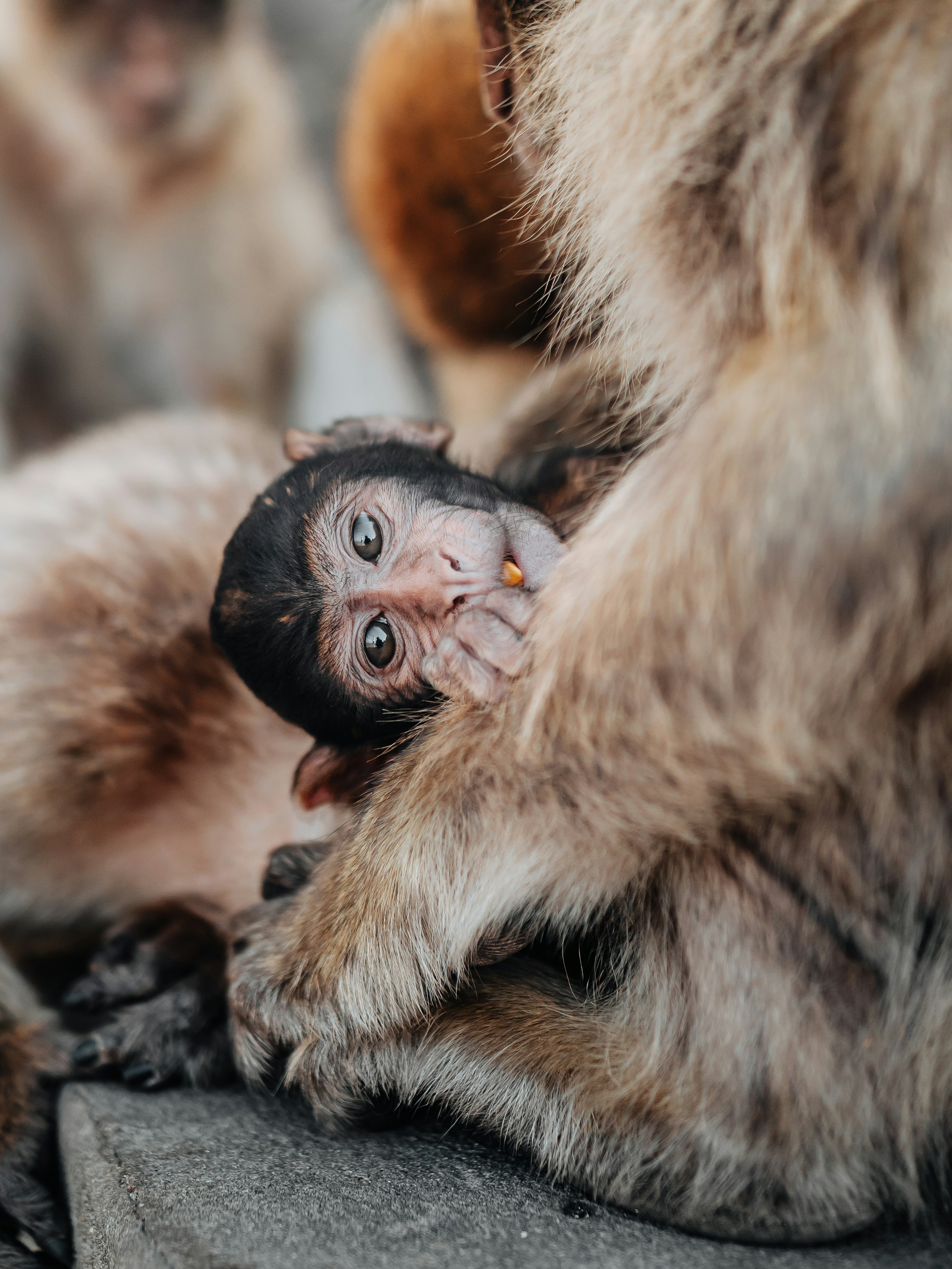 brown and black monkey lying on ground during daytime