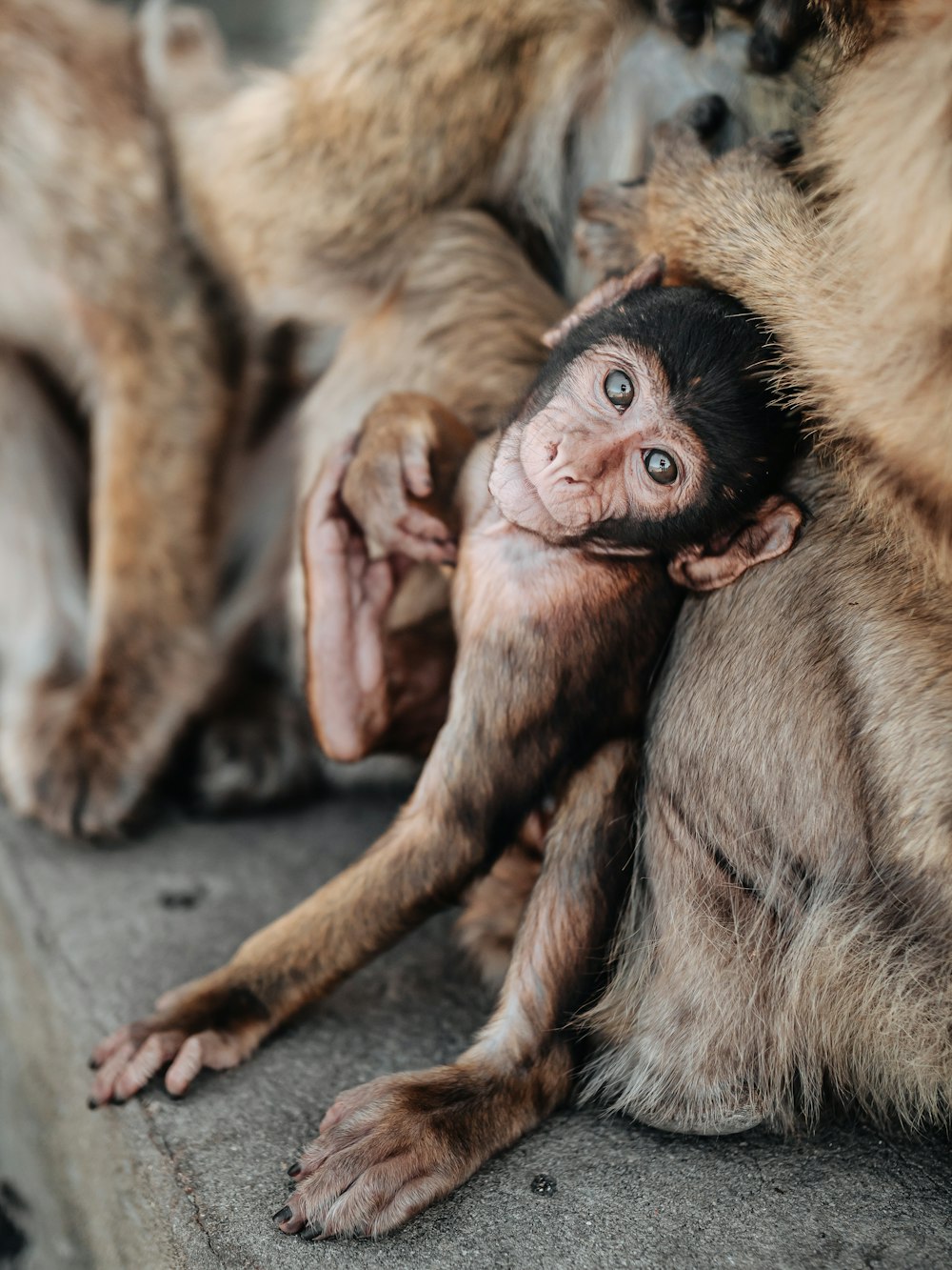 brown monkey on gray concrete floor during daytime