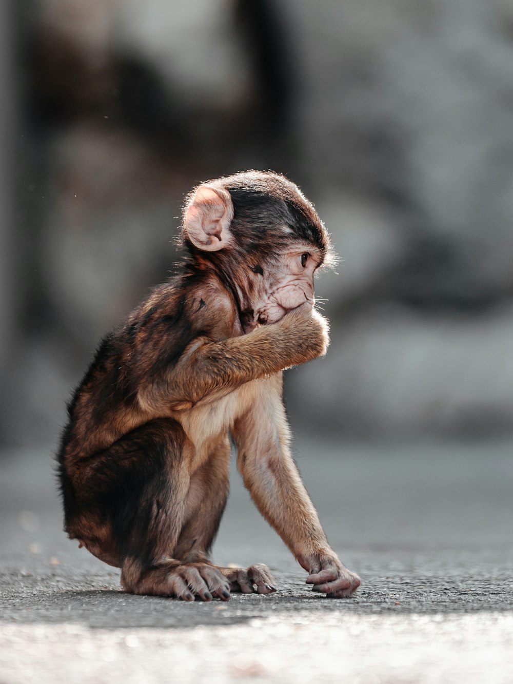 brown monkey on gray concrete road during daytime