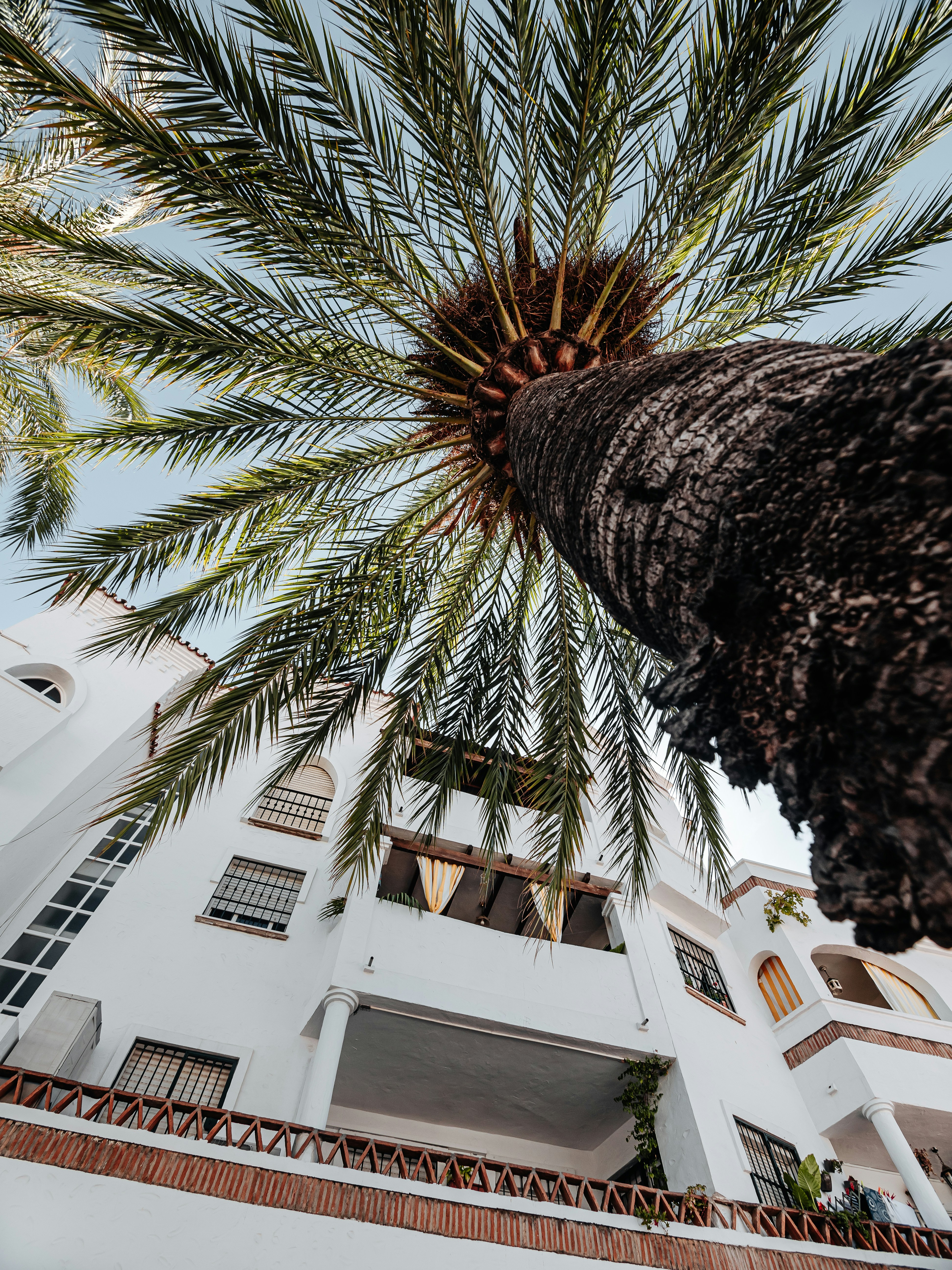 brown and green palm tree near white concrete building during daytime