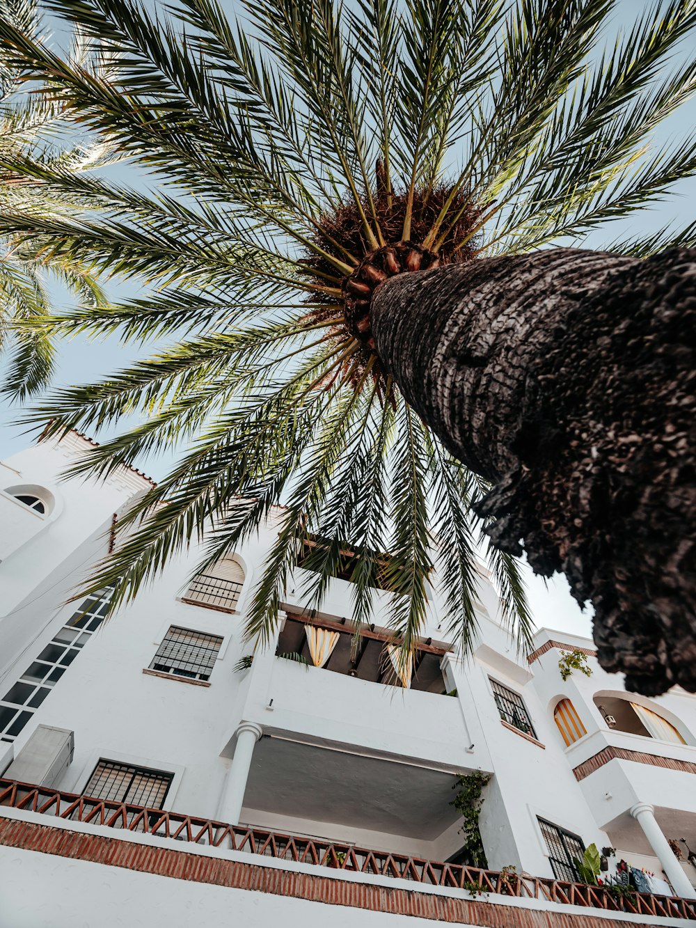 brown and green palm tree near white concrete building during daytime