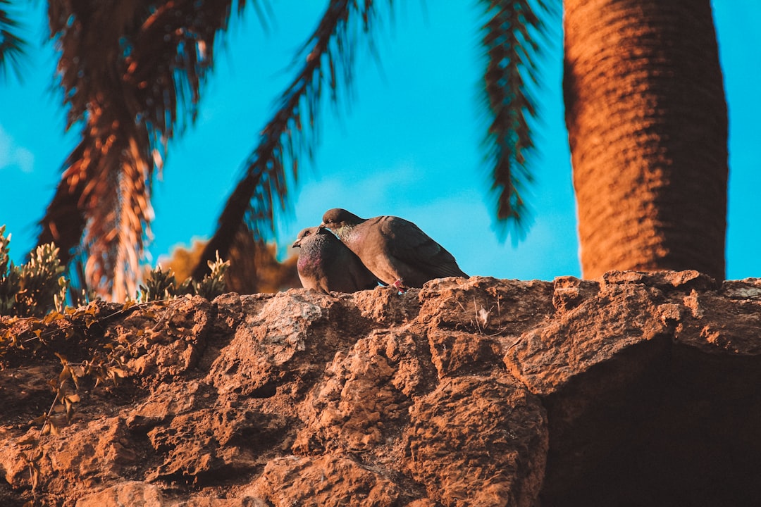 Wildlife photo spot Barcelona Catalonia