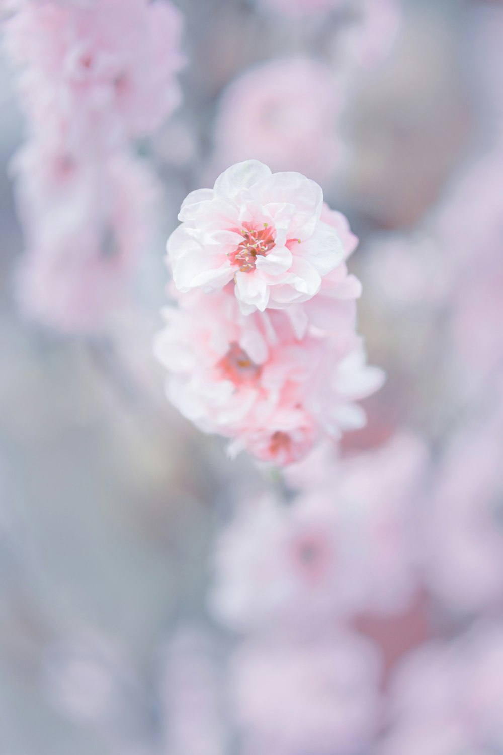 pink cherry blossom in close up photography