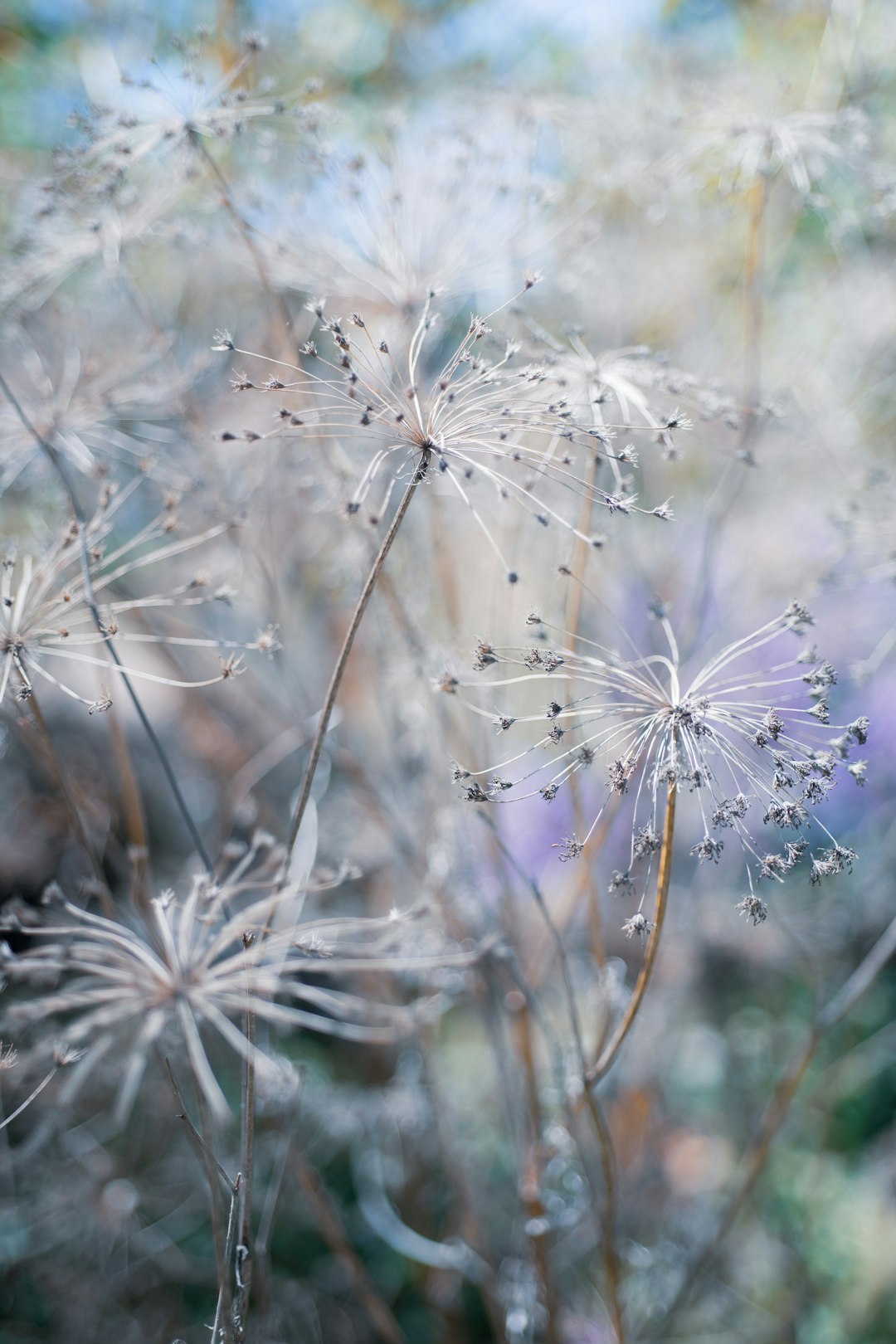 white dandelion in close up photography