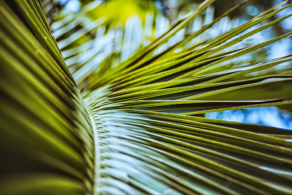 green palm tree during daytime