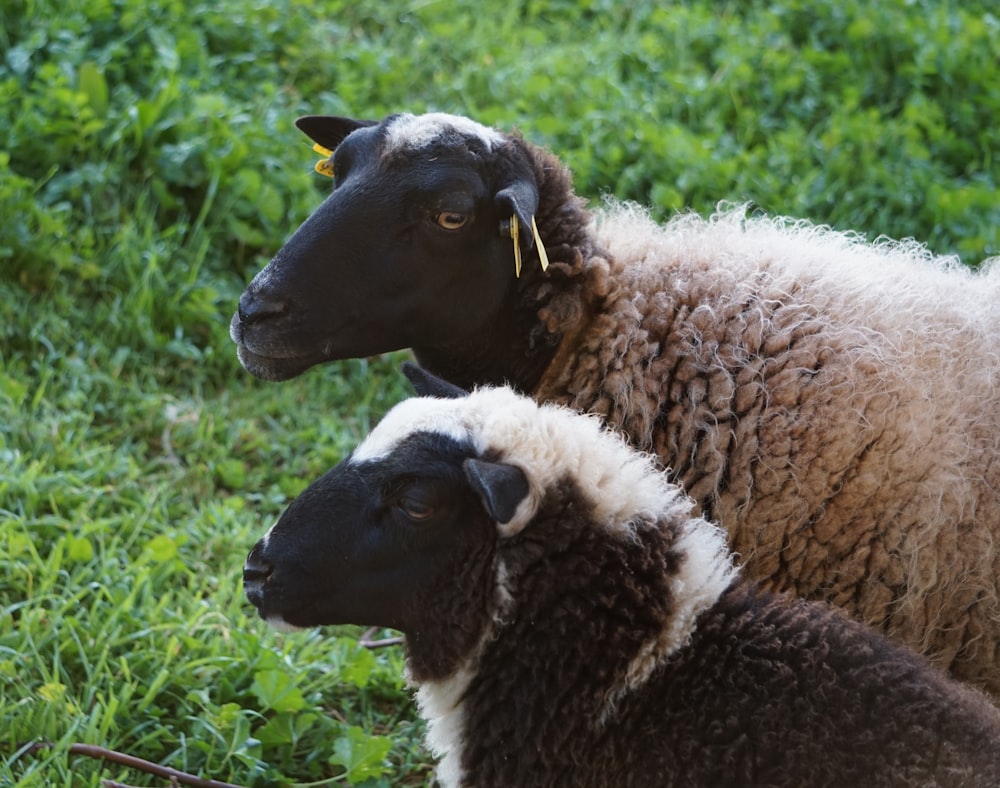 black and white sheep on green grass during daytime