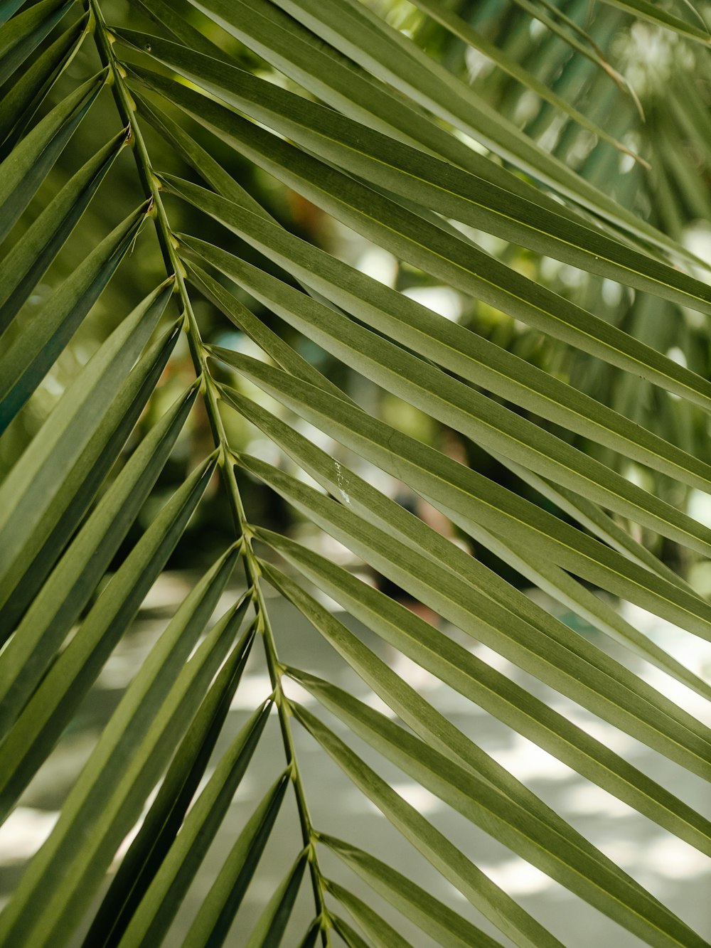 green leaf plant during daytime