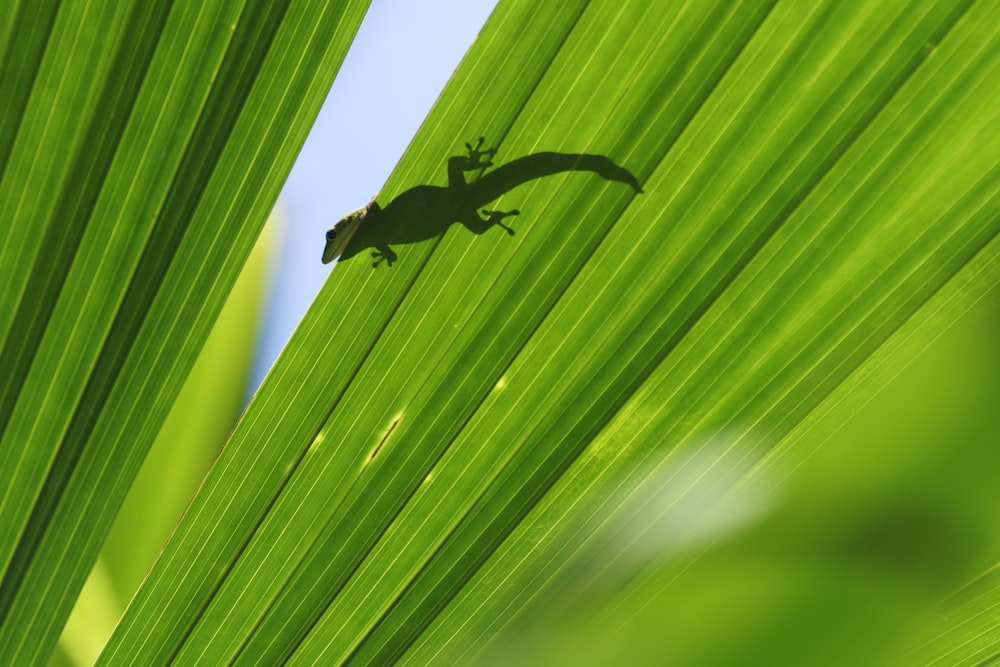 green lizard on green leaf