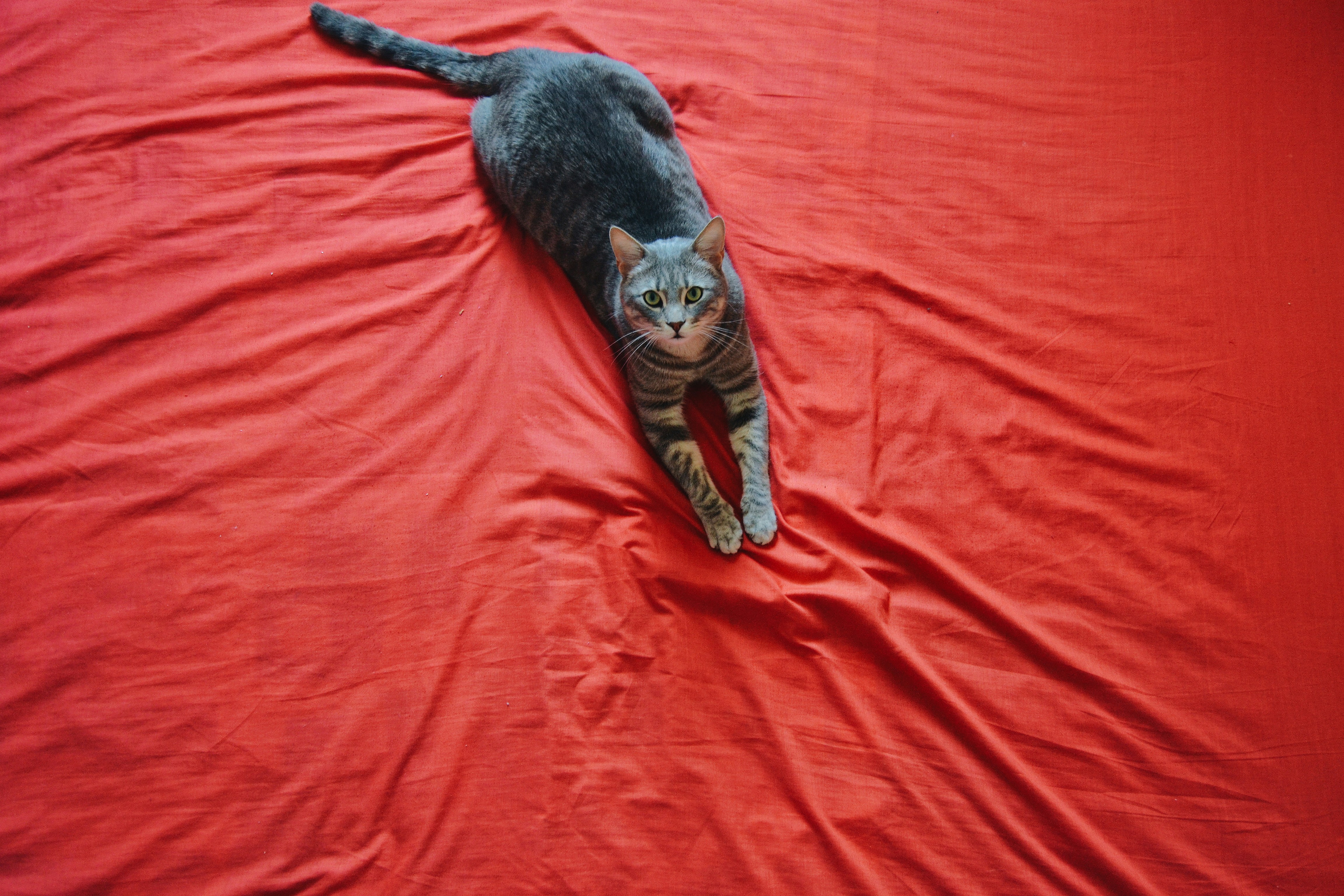 Activity Mats: The Sensory Sanctuary (image credits: unsplash)