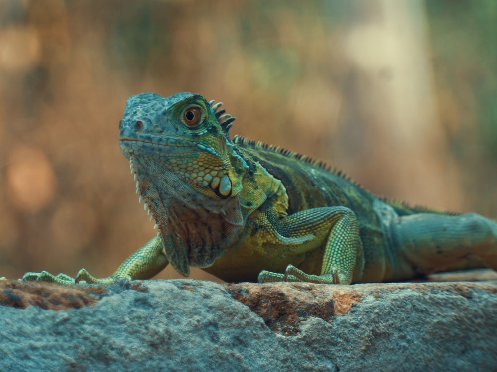 green and brown iguana on brown rock