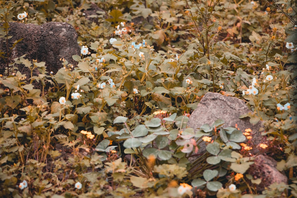 yellow and white flowers on ground