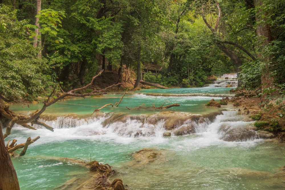 Grüne Bäume am Fluss während des Tages