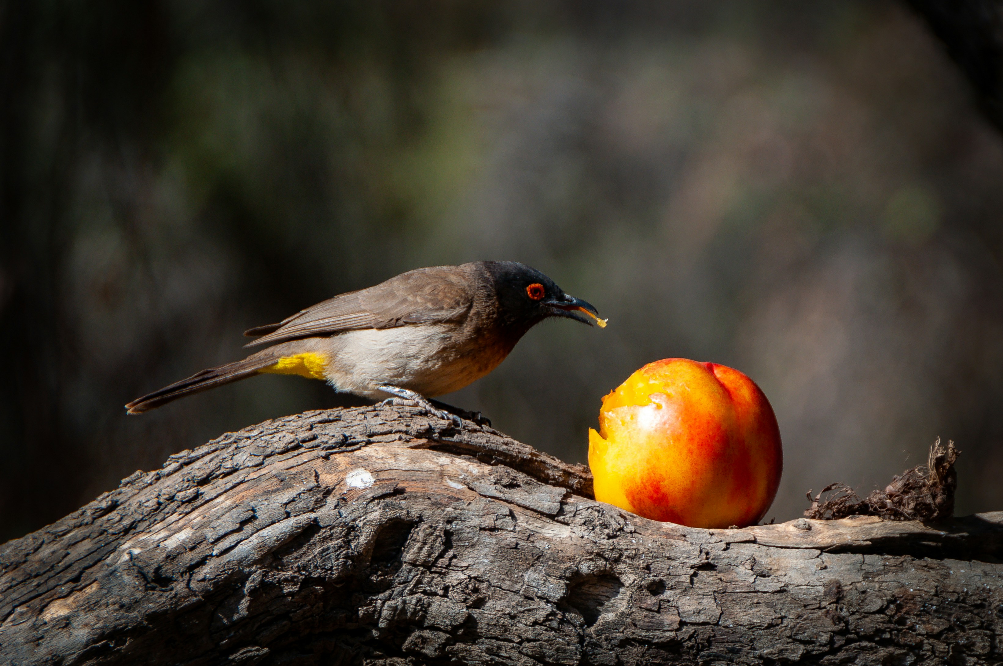 yellow and black bird on brown tree branch