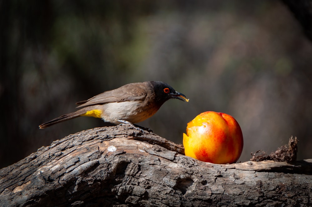 yellow and black bird on brown tree branch