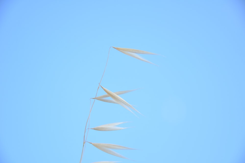 Barca di carta bianca sul cielo blu