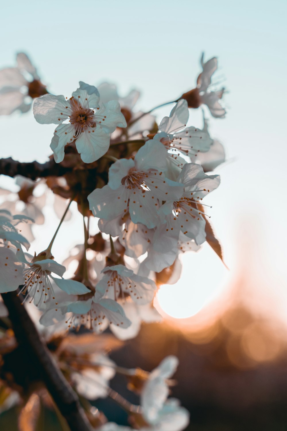 white cherry blossom in close up photography during daytime