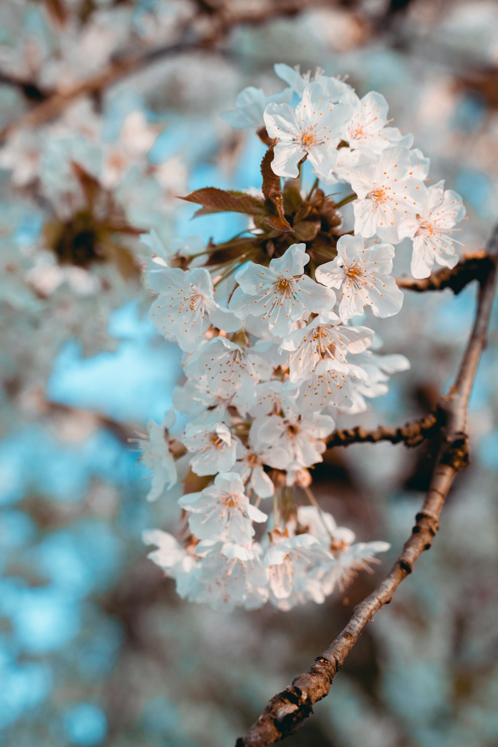 white cherry blossom in close up photography