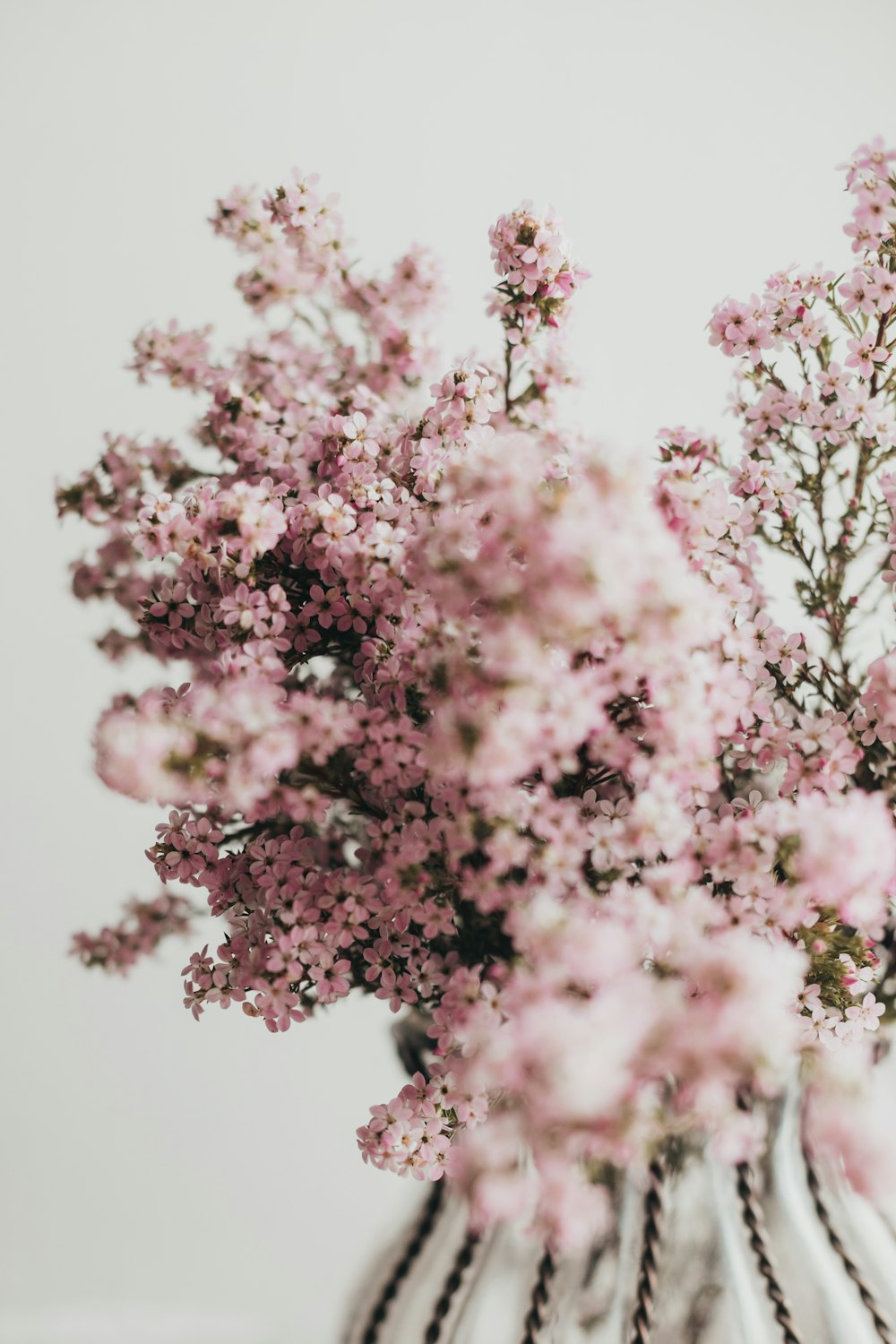 árvore de flor de cerejeira rosa e branca